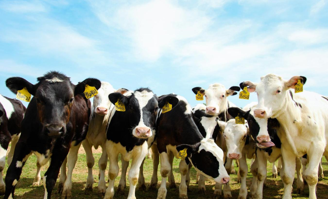 北京大學(xué)南南合作與發(fā)展學(xué)院教授、全球伙伴關(guān)系主任周詠梅一行蒞臨花花牛平輿瑞亞牧業(yè)參觀調(diào)研