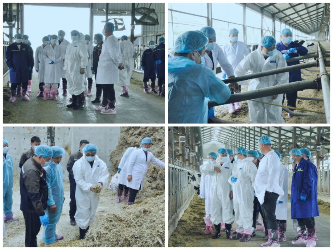 花花牛丨國家奶牛產(chǎn)業(yè)技術(shù)體系首席科學(xué)家、中國農(nóng)業(yè)大學(xué)教授李勝利一行蒞臨花花牛魯山瑞亞參觀調(diào)研